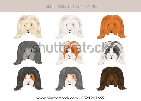 Silkie Guinea pig clipart. Sheltie Cavy All coat colors cavies set. Small Pet Rodents. Vector illustration