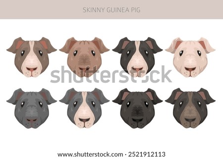 Skinny Guinea pig clipart. Hairless cavy. All coat colors cavies set. Small Pet Rodents. Vector illustration