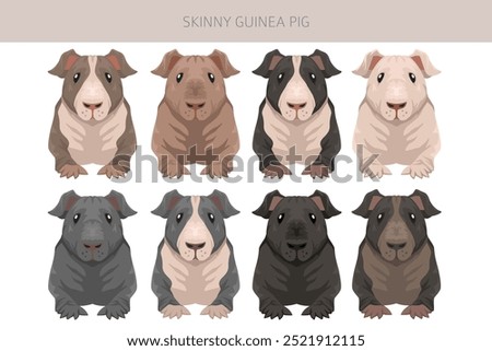 Skinny Guinea pig clipart. Hairless cavy. All coat colors cavies set. Small Pet Rodents. Vector illustration