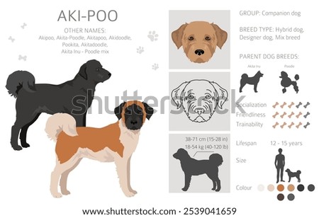 Akita Poodle mix. Aki Poo clipart. Different coat colors set.  Vector illustration