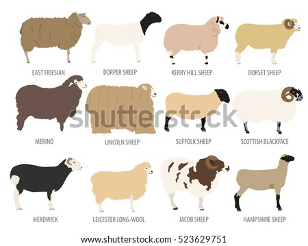 Sheep breed isolated icon set. Farm animal. Flat design. Vector illustration