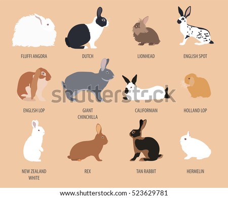 Rabbit, lapin breed icon set. Flat design. Vector illustration