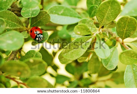 lady bug macro space for text