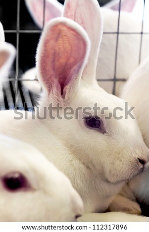 Wire cage of white market rabbits for meat at county fairy