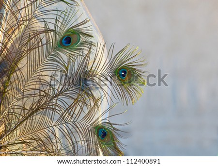 Peacock feathers with a golden shimmer light with negative space.