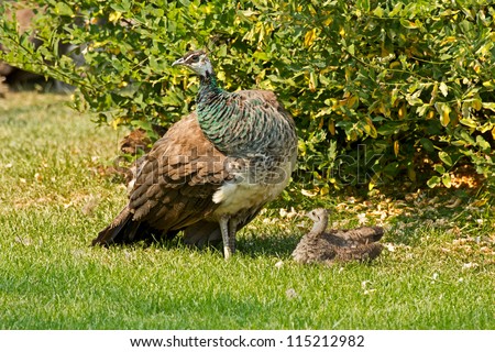 A female peacock (Pavo cristatus) sunning with a teenage chick.