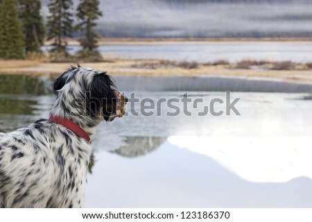 A Llewellin Setter bird dog looking out across Sparks Lake in Oregon