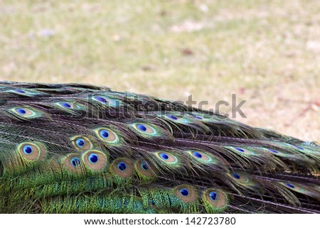 Bright green peacock tail folded down with soft copy space above