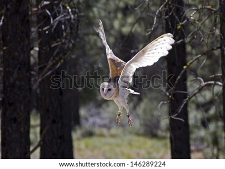 Barn owl (Tyto alba) flying in the forest