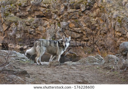 Gray wolf dog standing in red rocky canyon