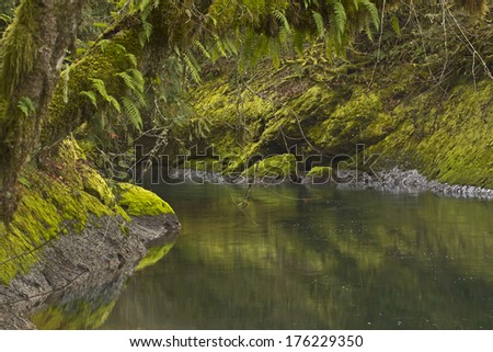 A very smooth green river with forest banks and foliage