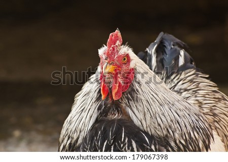Black and white barred hen chicken on dark background