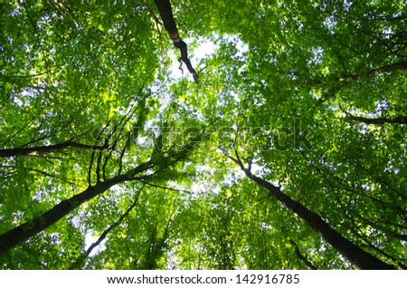 Trees in a green forest in spring