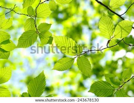 green leaves on the green backgrounds