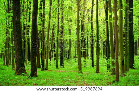 green trees in forest picography free photo