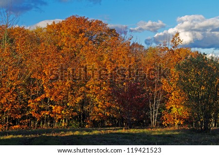 Fall Trees along a tree line