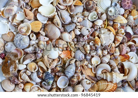 Seashell Collection