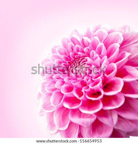 Pink Chrysanthemum Flower Isolated on White Background. Flower and beautiful petals.