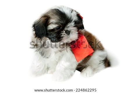 Chinese Crested Dog - Powder-puff puppy on a white background with space for text.