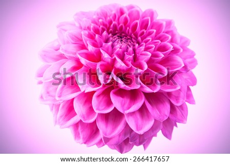 Pink chrysanthemum Flower Isolated on Pink Background. Flower and beautiful petals.