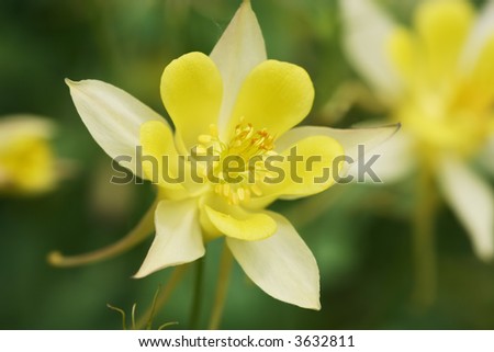 Yellow Aquilegia flower - quite an unusual colour here in UK apparently! A traditional flower for a cottage garden, often known as a Granny\'s Bonnet.