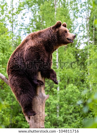 Brown bear looking into the distance on the tree
