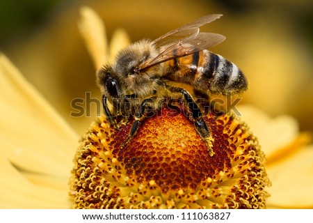 Honey bee closeup on a flower