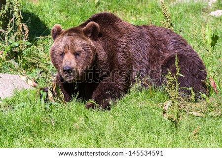 Big brown bear resting in the grass