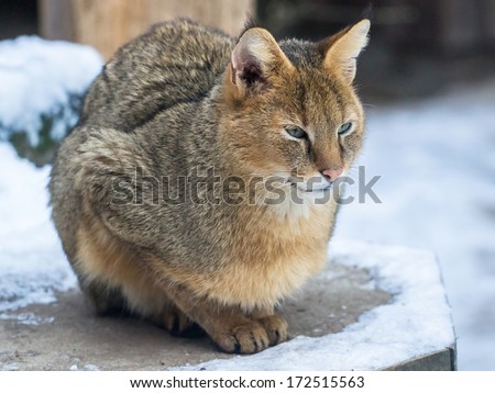 Jungle cat sitting on the bench with snowy background