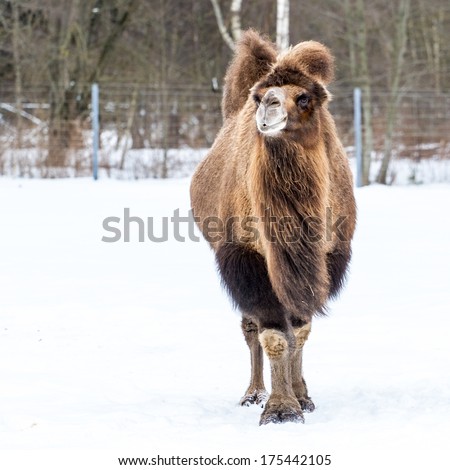Domesticated camel frontal shot walking on a snowy field