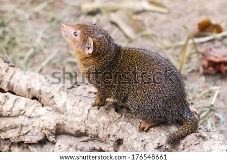 Dwarf mongoose sitting on a branch looking into the distance