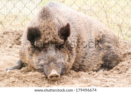 Wild hog resting on the ground looking into the camera