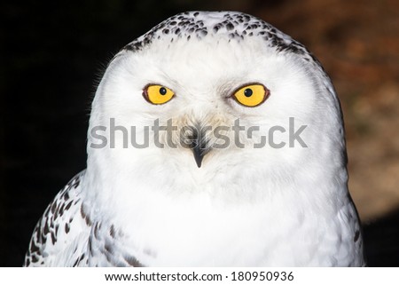 Polar owl (female) frontal close-up portrait