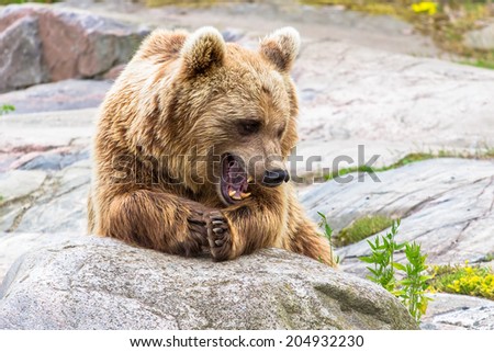 Brown bear resting by the rock and smiling