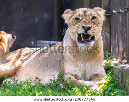Lioness lying on the ground and grinning