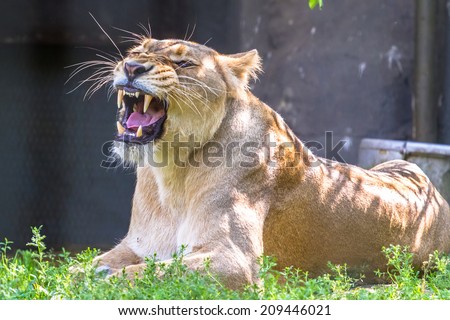 Lioness with fierce grin