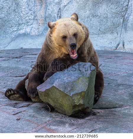 Brown bear resting on the rock and yawning
