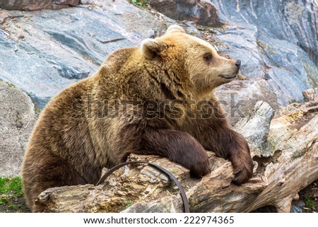 Brown bear posing on the log
