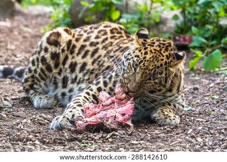 Amur leopard eating meat and looking straight forward