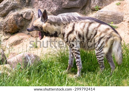 Striped hyena yawning closeup