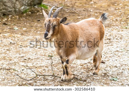 Light brown dwarf goat (cameroon dwarf goat) walking on the ground