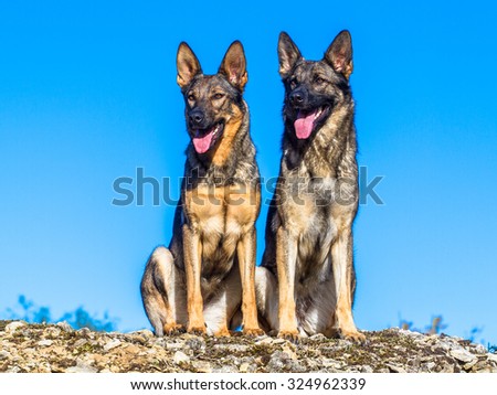 Two Cute Grey German Shepherd Dog Sitting Isolated Closeup Stock Images Page Everypixel