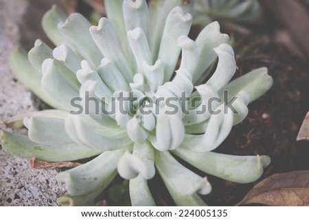 A succulent plant with a soft, mint green color.