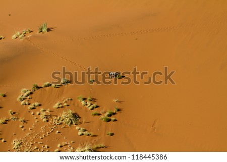 Oryx goes down the Sossusvlei dunes to eat some plants