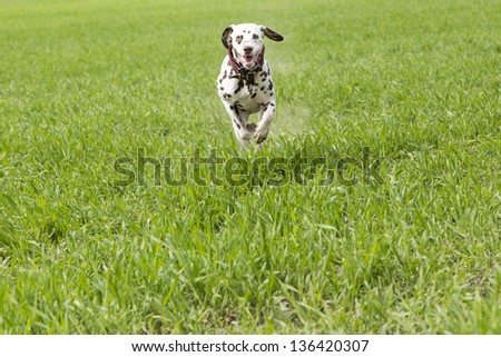 Dalmation runs to meet the dog trainer