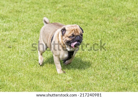 Tired  pug dog with hanging out tongue walks on lawn