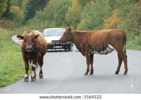 Two cows standing in and blocking a road while a car approaches in the background