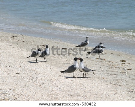 two seagulls on the beach \