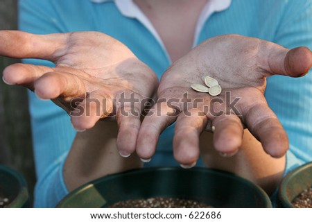A closeup of a child\'s hands covered with potting soil and holding squash seeds she is about to plant.