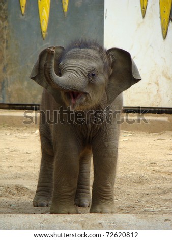 Little elephant in zoo